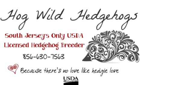 Hog Wild Hedgehogs - Baby Hedgehogs For Sale in South Jersey