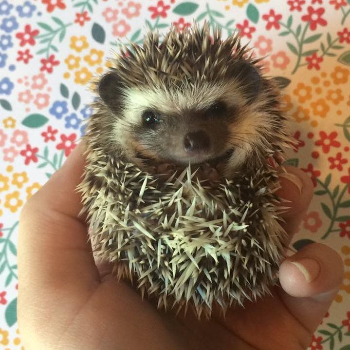 Hog Wild Hedgehogs - Baby Hedgehogs For Sale in South Jersey - Home