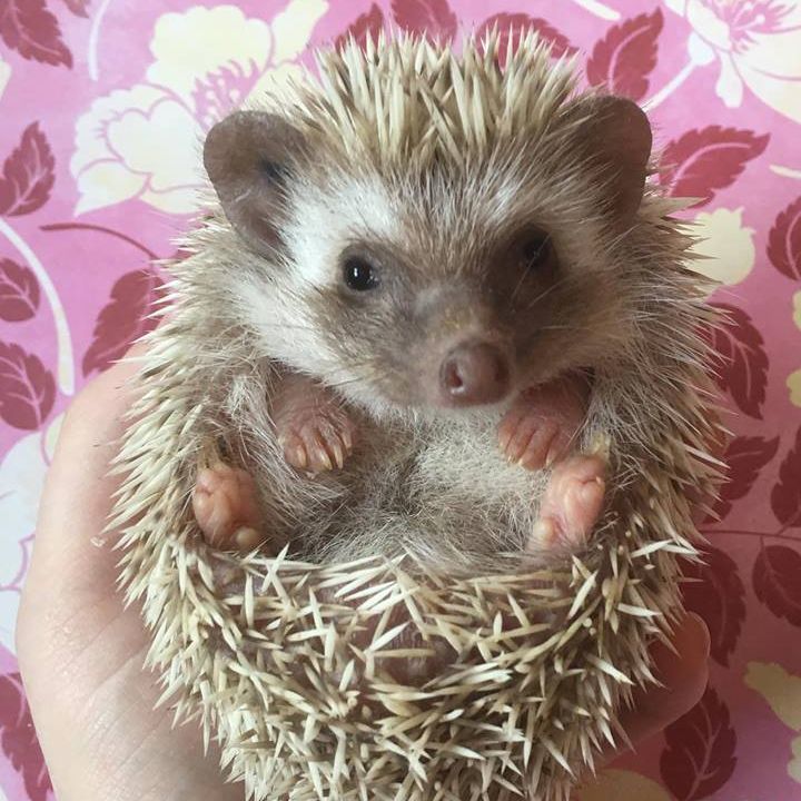 Hog Wild Hedgehogs - Baby Hedgehogs For Sale in South Jersey - Home